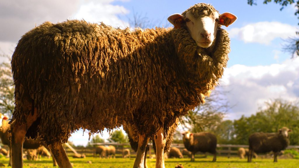 Suspendisse arcu nisl Taubentaler Hof