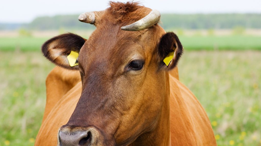 Gallery Format Taubentaler Hof