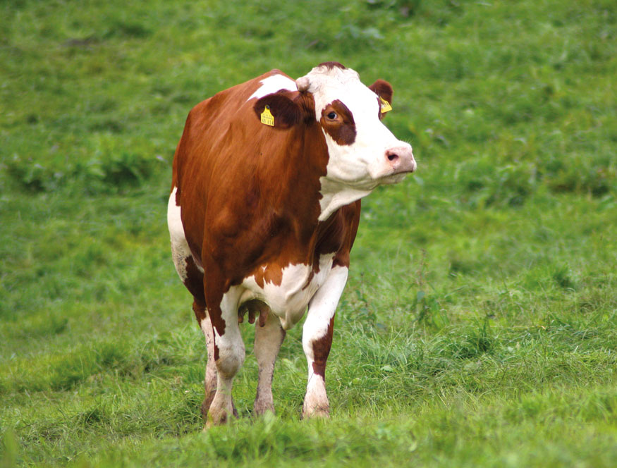 Philosophie Taubentaler Hof